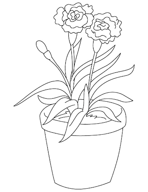 Potted Carnation Coloring Page