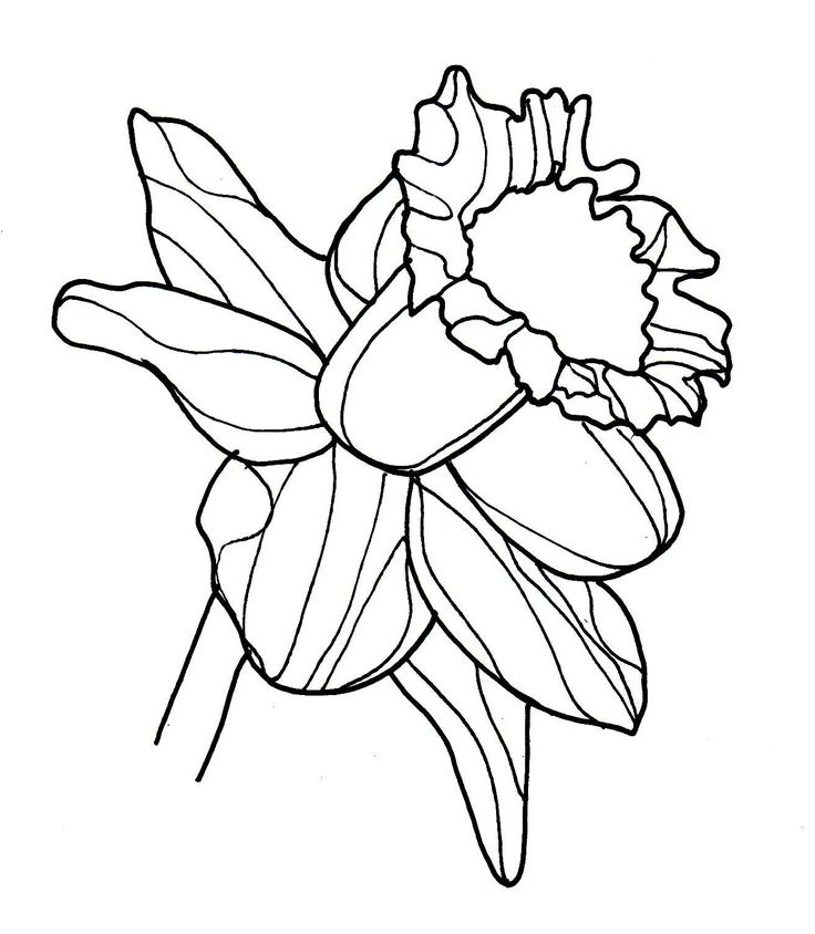 Pretty Daffodil Coloring Pages