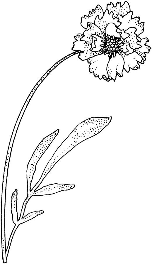 Single Carnation Flower Coloring Page