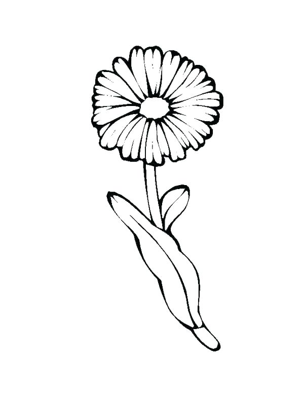 Single Daisy Flower Coloring Page