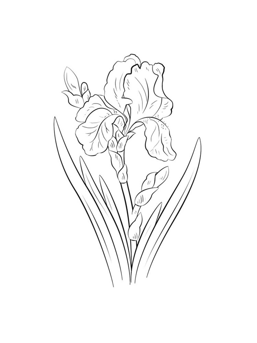 Single Iris Coloring Pages