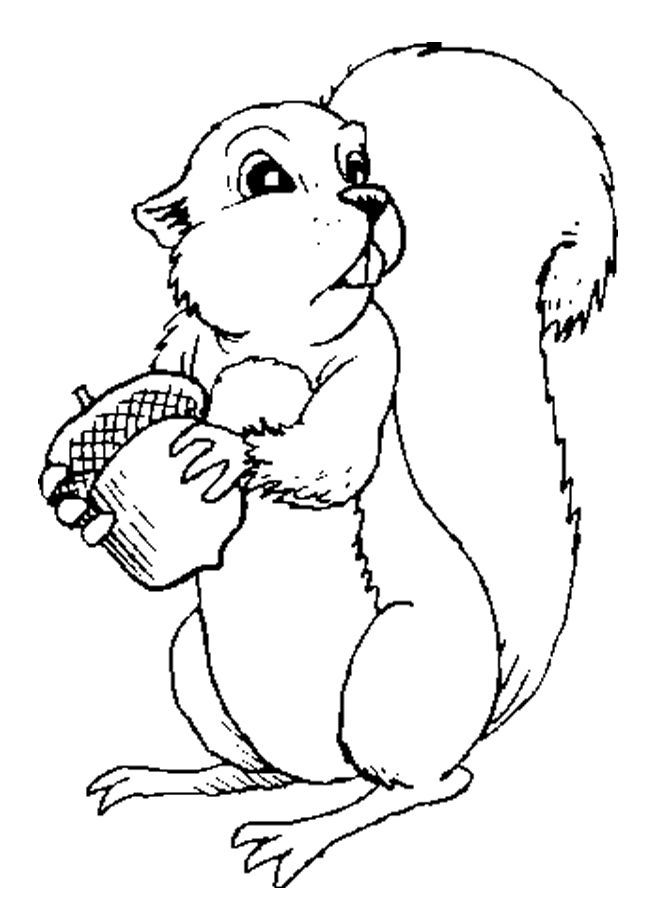 Squirrel And Acorn Coloring Page