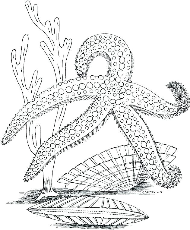 Starfish - Ocean Coloring Page