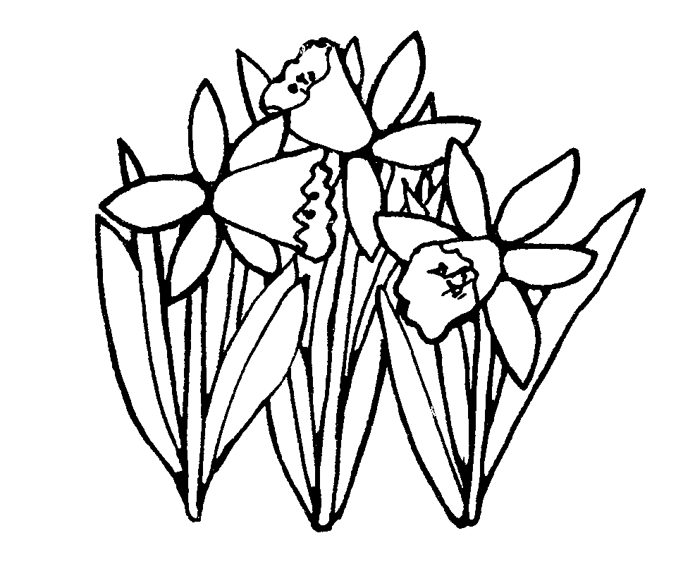 Three Daffodils Coloring Page