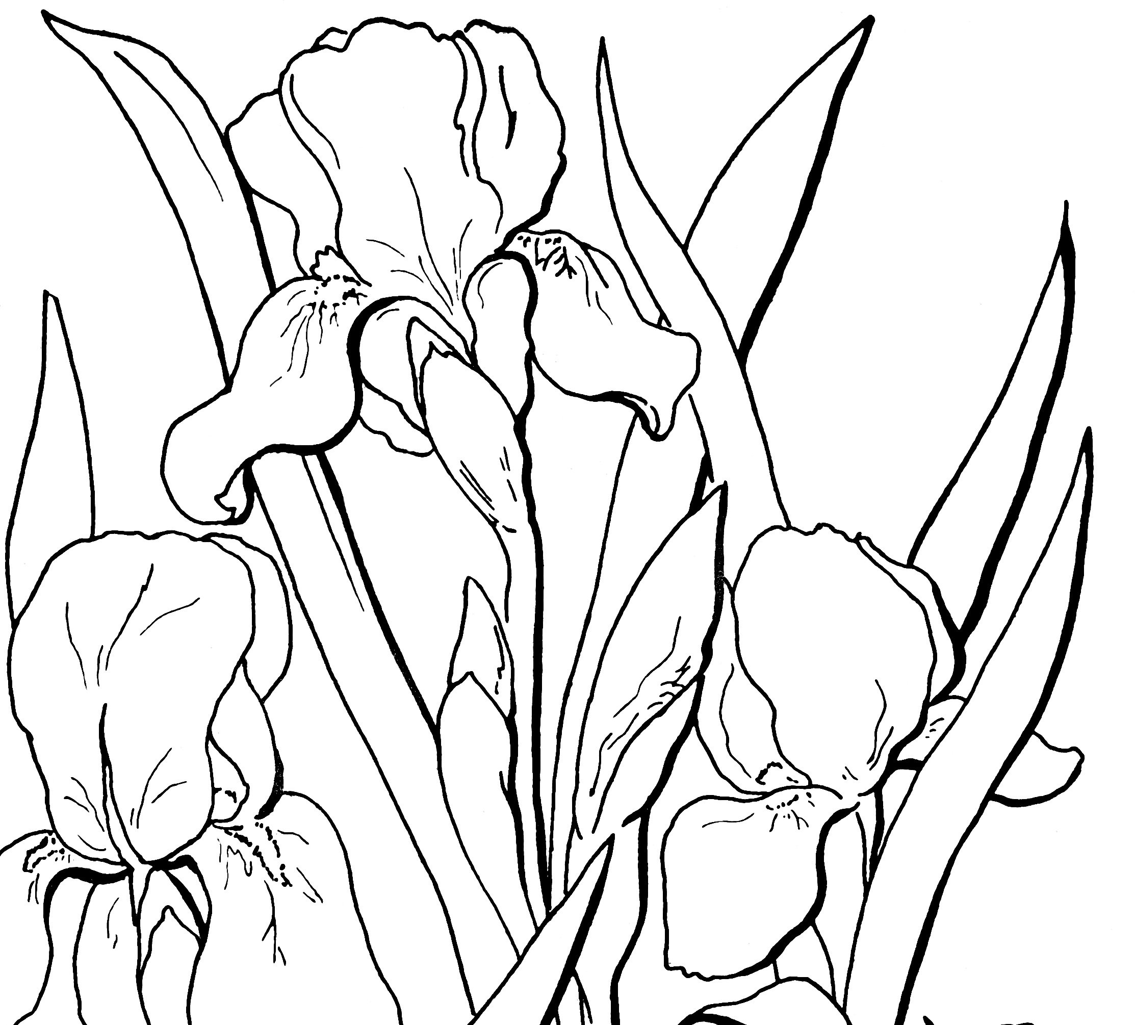 Three Iris Flowers Coloring Sheets