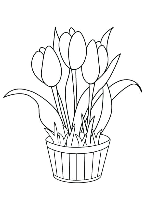 Tulips Flower Pot Coloring Pages