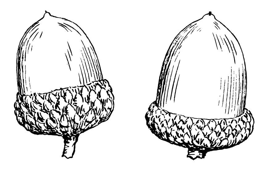 Two Acorns Coloring Page
