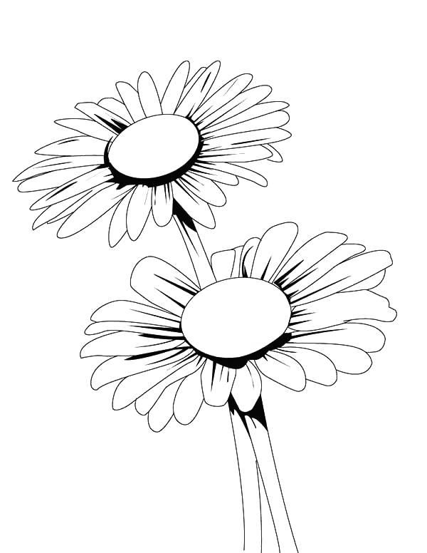 Two Daisy Flowers Flower Coloring Page