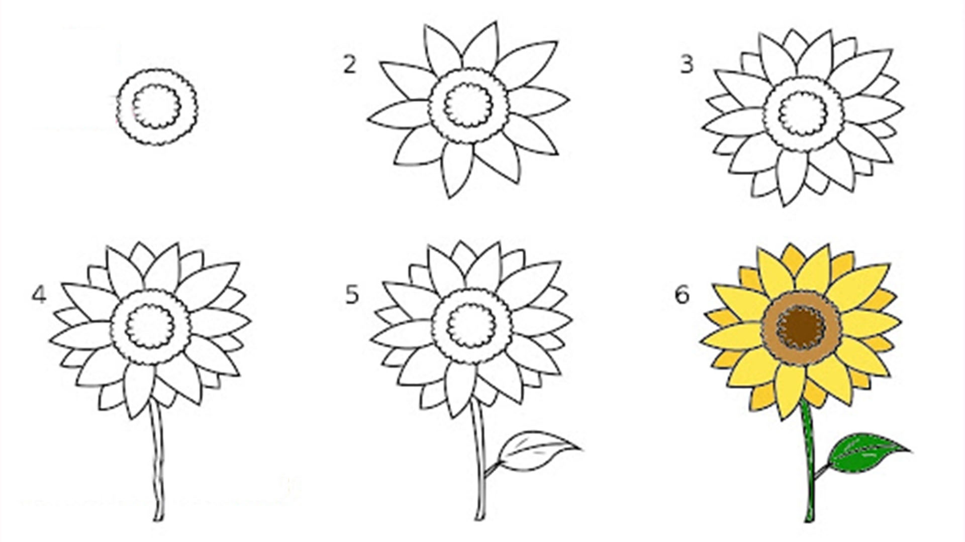 7 bước vẽ hoa bỉ ngạn đẹp đơn giản nhất ai cũng làm được  F20Beauty